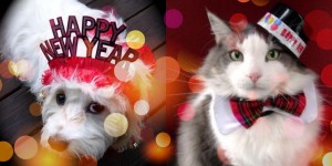 happy-new-year-pets